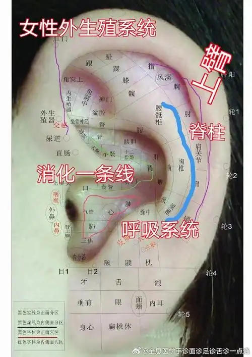 为什么耳朵里面会长这种痘#看看中医耳诊图就知道了,对号入座.