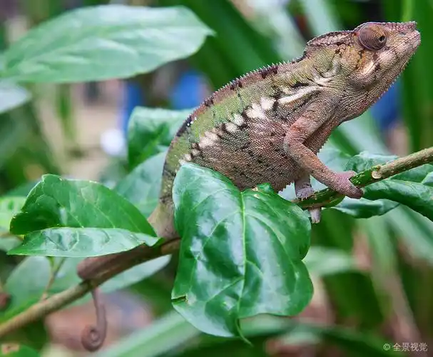 绿色_变色龙_树_高清图片_全景视觉
