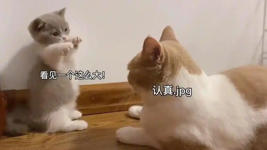猫咪版你来比划我来猜