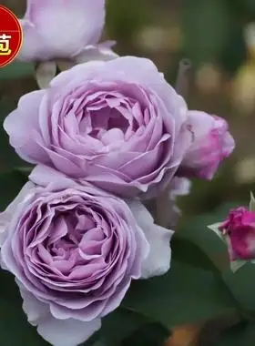 新品日月灌木蓝色风暴月季花苗 阳台玫瑰花 盆栽花卉大花月季