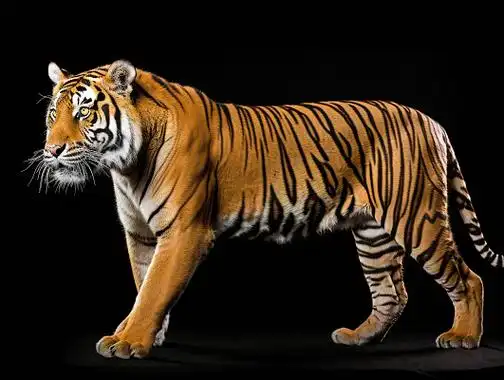 老虎全身图野生动物猛兽大型猫科动物