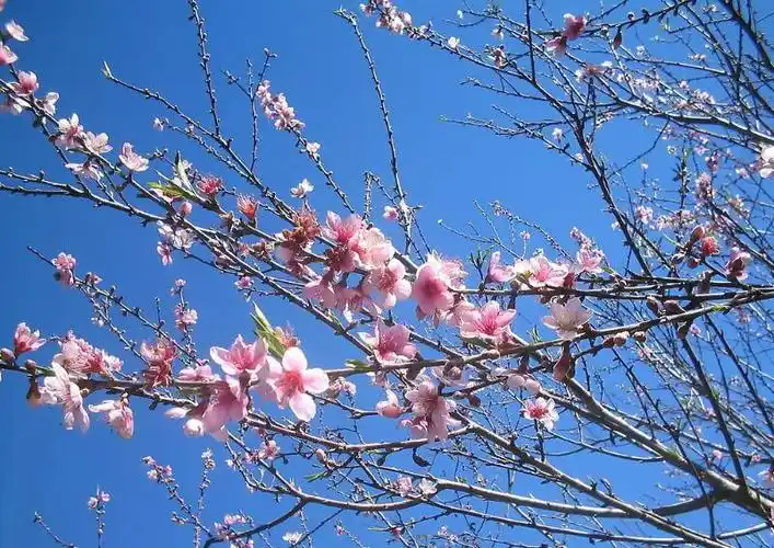 桃花的花语-花事百科-长景园林网