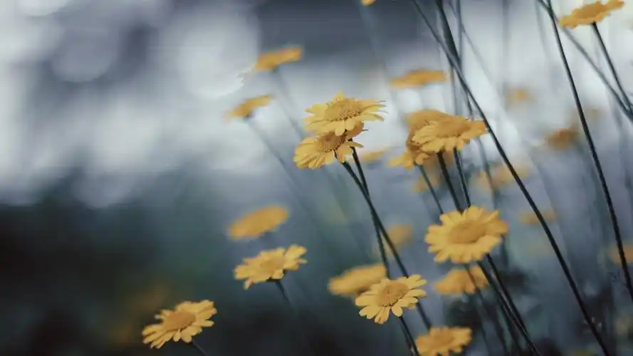 小清新唯美花卉高清电脑壁纸