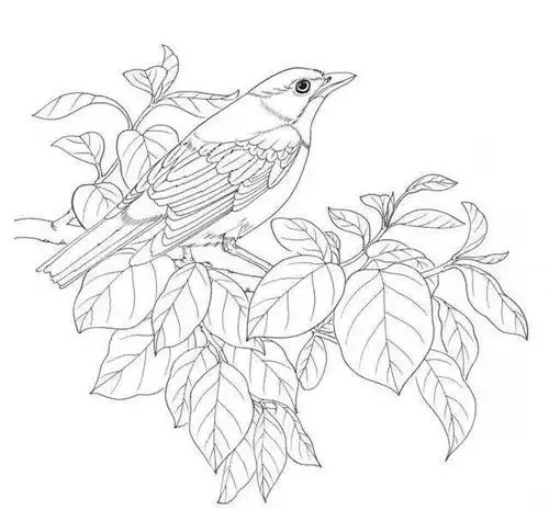 素材100种鸟类的线描稿