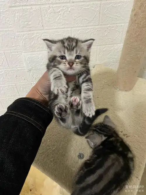 美短猫虎斑猫英短猫