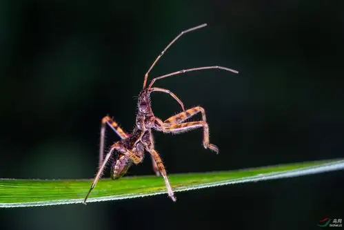 猎蝽贺获首页精华