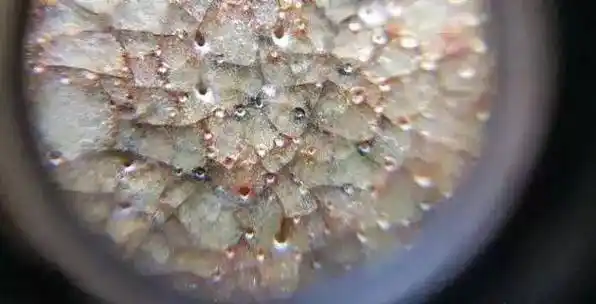 宋元明清瓷器釉下普遍出现气泡原来是这个原因