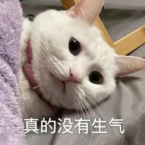 我的猫  #我家宠物好可爱  #宠物营业日记  #表情包  #表情包分享