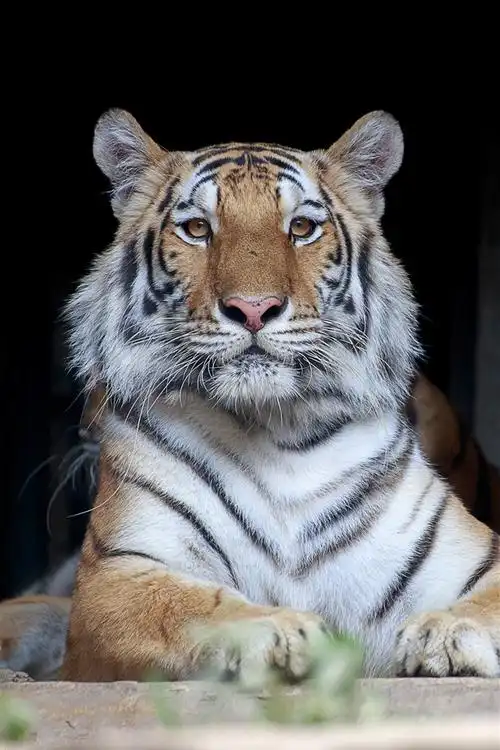 壁纸 老虎,休息,绿叶 3840x2160 uhd 4k 高清壁纸, 图片, 照片