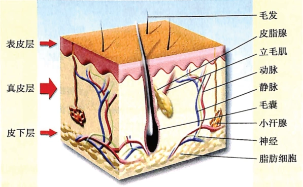 人的皮肤可以分为表皮层,真皮层和皮下层三部分,其中,表皮层里有一