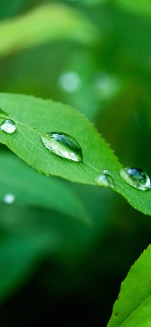 "清新绿色"手机高清壁纸·原图上传,记得查看原图再保存.