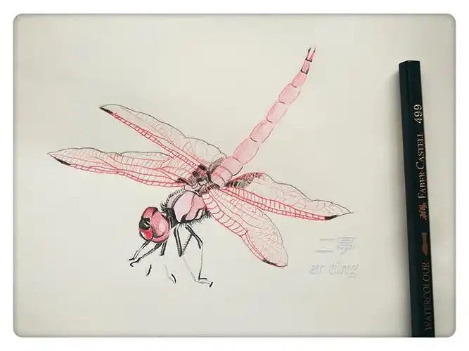 [有空画画]坚持画画第四十八天:彩铅红蜻蜓