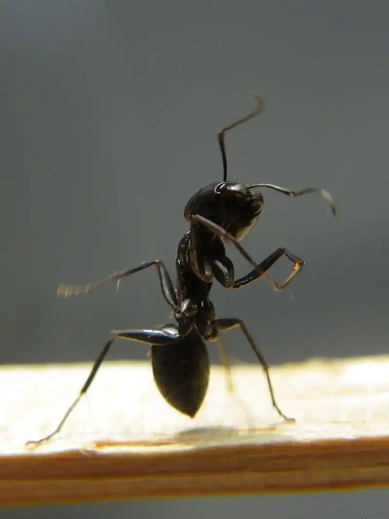 目前蚂蚁药用得比较多的一种就是粉剂的.因为粉剂 - 抖音