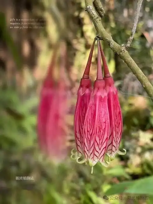 缅甸树萝卜这个萝卜花里胡哨的