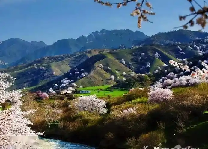 新疆霍城大西沟,美得感天动地!_伊犁_樱桃_野果