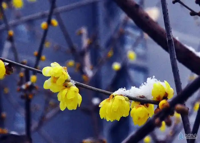 大雪压梅花梅花更娇美