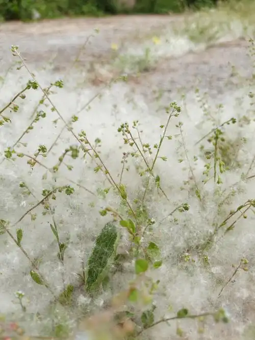 又到了柳絮满天飞的季节!