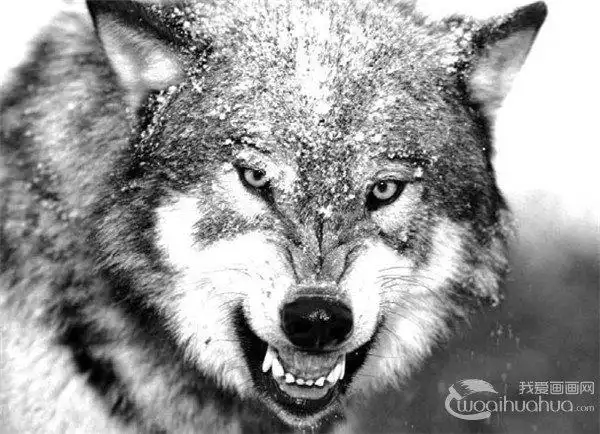 最凶狠的动物最丑动物水滴鱼夺冠图揭史上最凶猛的动物