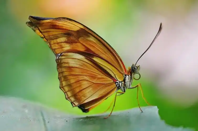 蝴蝶,橙色,昆虫,黄色,动物,飞,宏观