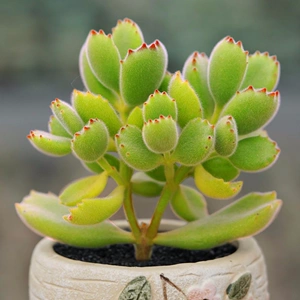 多肉熊童子老桩群生熊掌多肉萌芽熊红熊爪绿熊多肉植物熊童子阳台