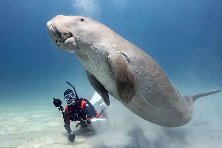 海牛是传说中的美人鱼吗(海牛为什么叫美人鱼)(图3)