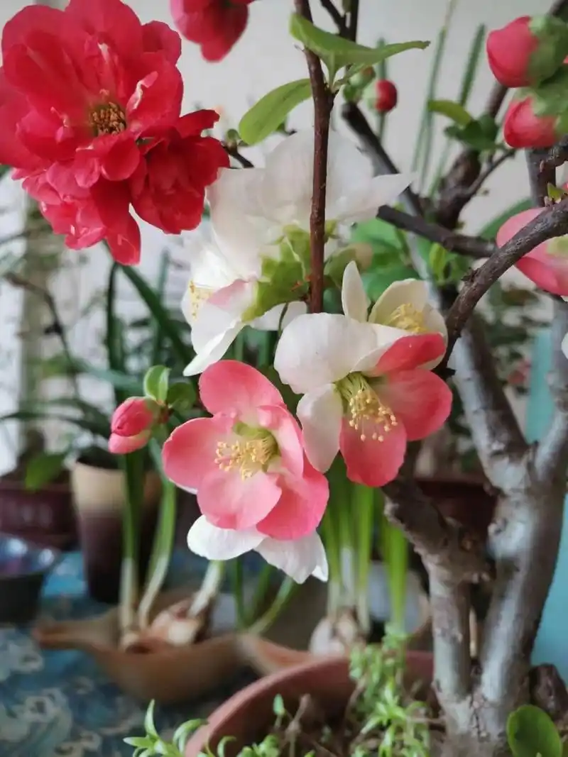 东洋锦海棠  东洋锦海棠