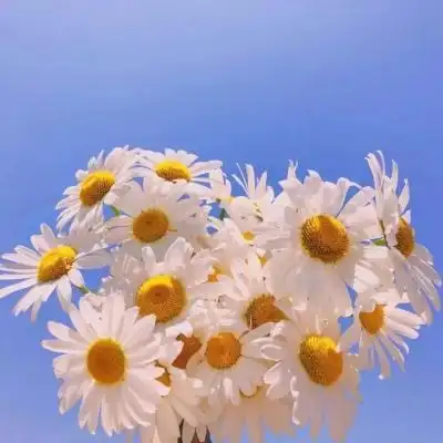 关于小雏菊_风景静物头像_我要个性网