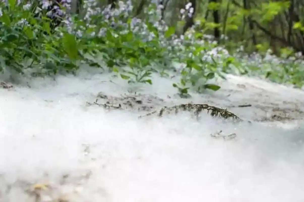 杨絮和柳絮的来源相同吗 杨絮和柳絮的来源不同,杨絮是从杨树上长出来