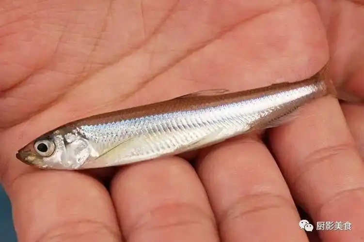 公鱼寿司公鱼天妇罗柳叶鱼时令:12月.