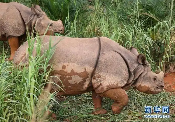 亚洲犀牛角(广州:探访亚洲独角犀牛)