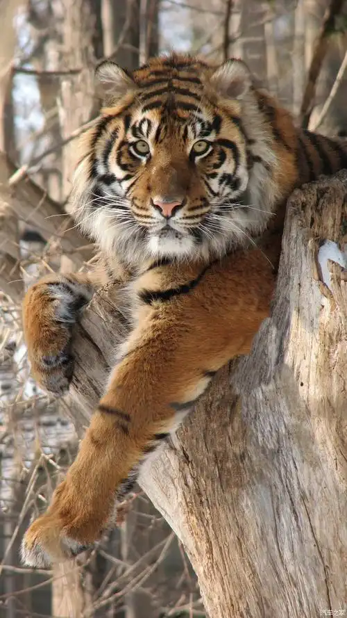 一组老虎摄影作品分享