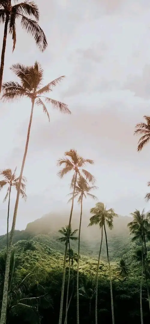 高清全面屏手机壁纸,请品鉴.