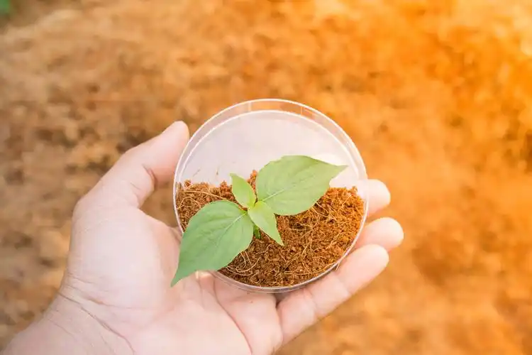 男人,种植,蔬菜,种植园