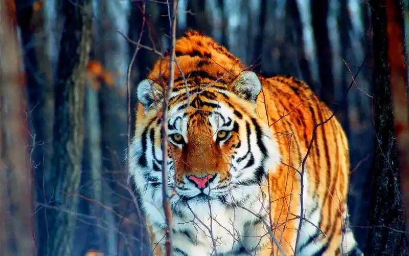 霸气凶猛老虎壁纸合集_霸气十足的慑人老虎