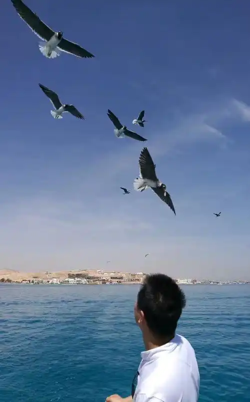 红海边喂海鸥的男生