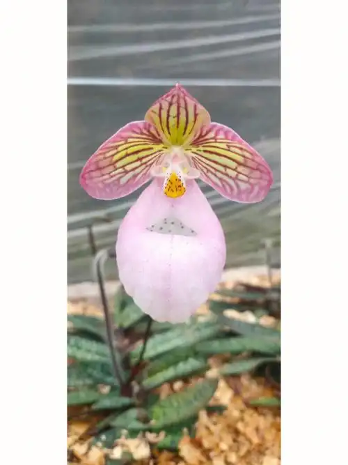 一批玉女兜兰喜欢的来哈ypystms8