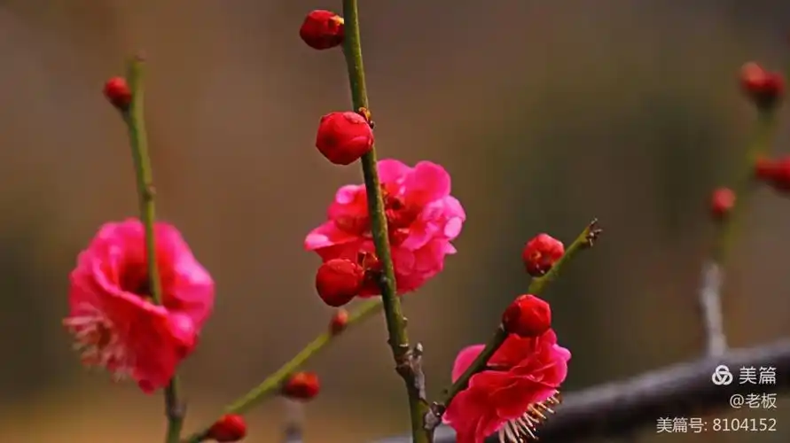 冬天里盛开的梅花