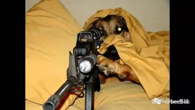 到底每年有多少人被狗开枪打死?