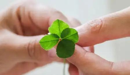 手拿四叶草 四叶草
