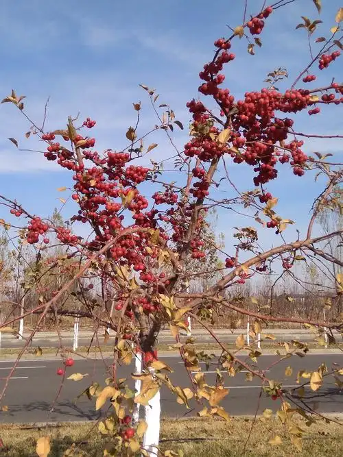 诱人的冬红海棠果