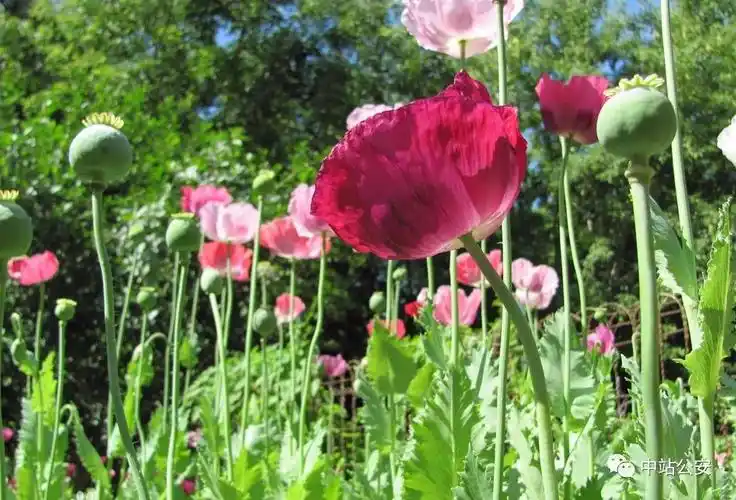 罂粟(学名:papaversomniferum)是罂粟科植物,是制取鸦片的主要原料