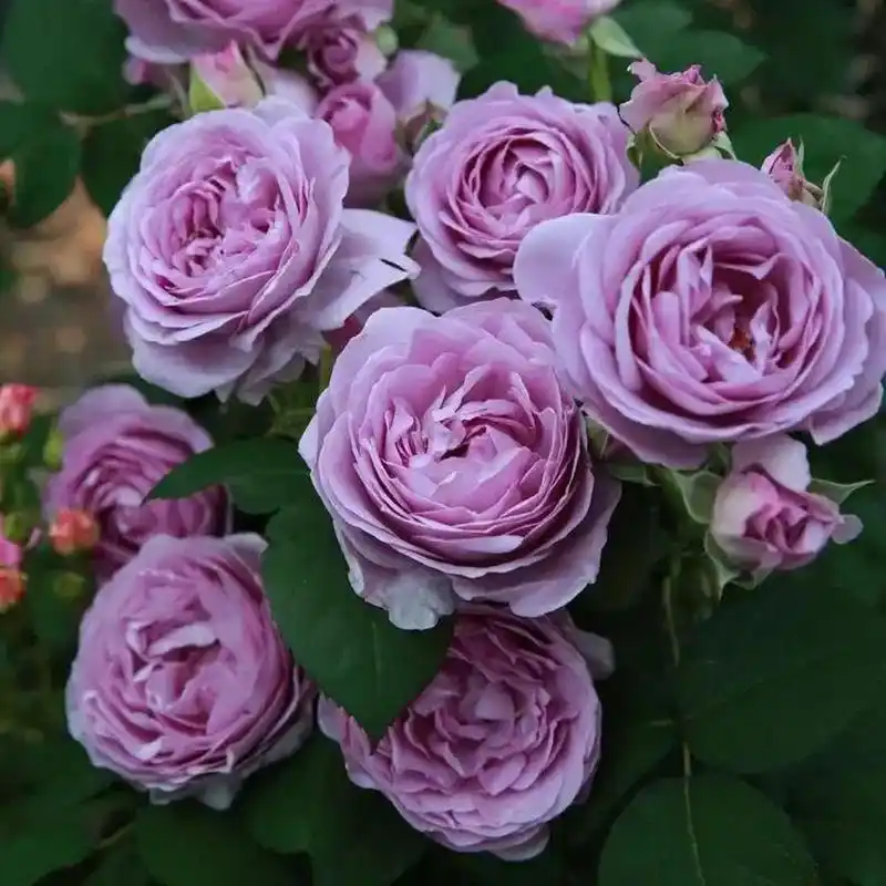 蓝色风暴月季是一种丰花月季,以其大花量和四季不断的开花特性而闻名