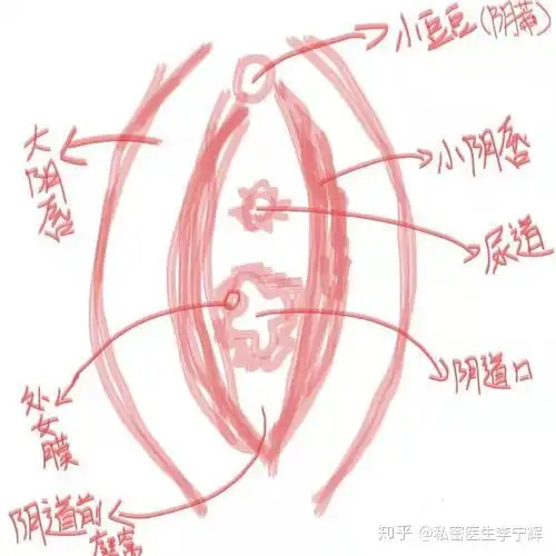 大阴唇肥大是怎么回事