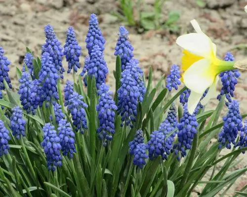 葡萄风信子,蓝色花,春天 iphone桌布