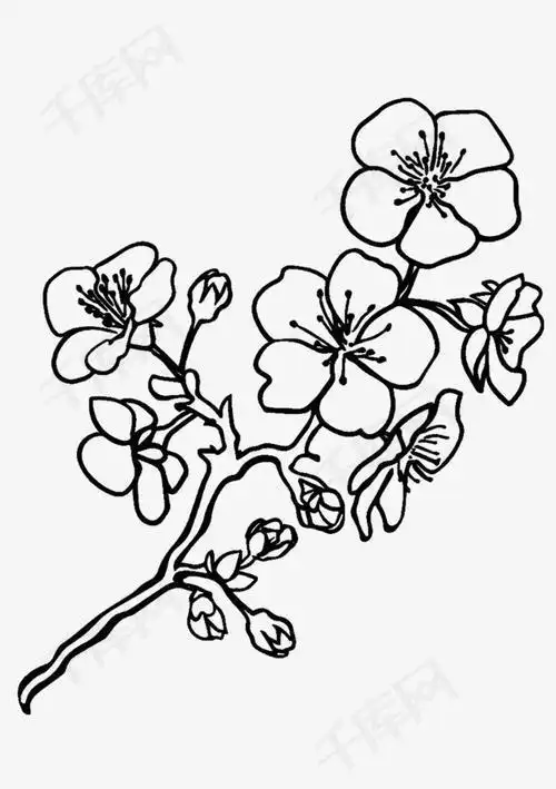 盛开的梅花简笔画盛开的梅花简笔画梅花花朵盛开植物花卉