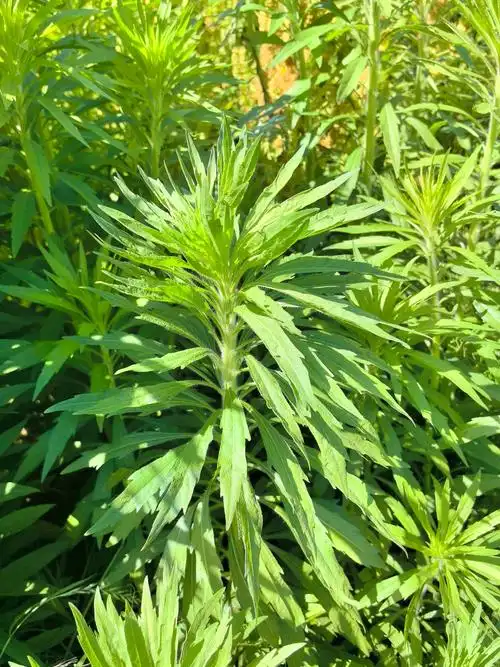 小飞蓬@江苏大学 (16).jpg