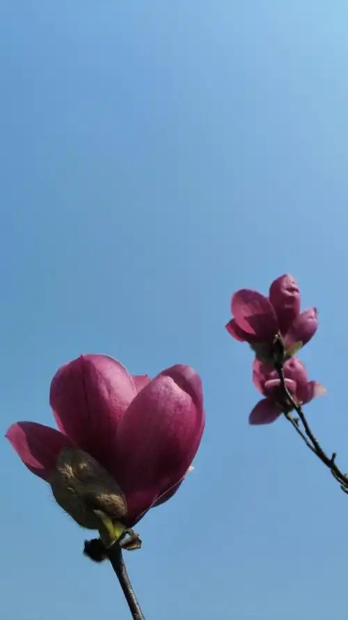 面向太阳,不问春暖花开. ——莫言