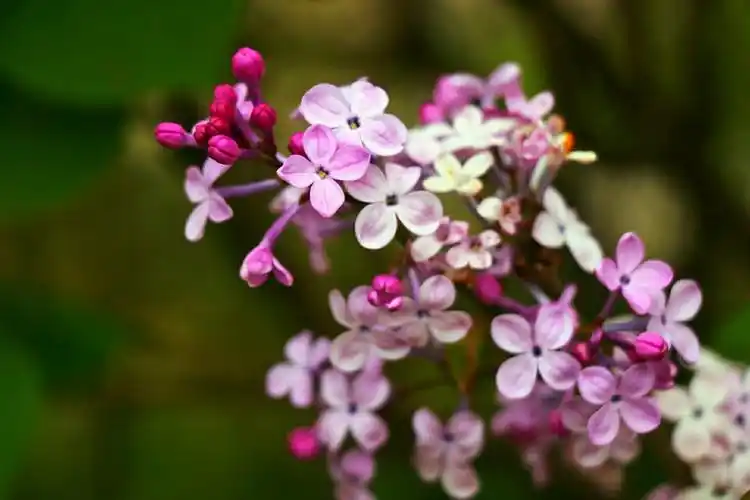 紫气东来,蓝色的天空,紫色满园.