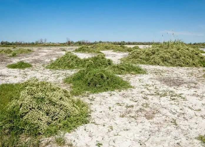 草原盐渍土盐中的盐水草原草原蔬菜沙漠盐湖的盐渍土没有生命的焦土哈