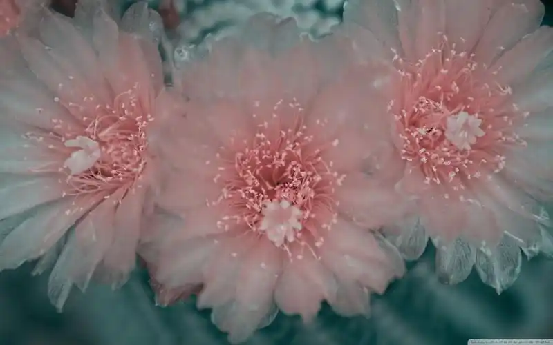 唯美粉色花卉高清桌面电脑壁纸